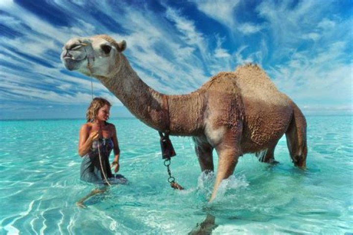 Robyn Davidson